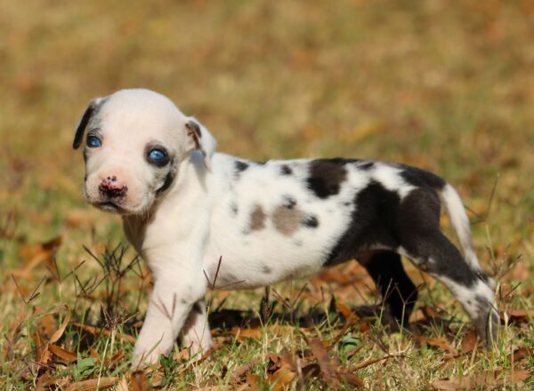 White Merle Catahoula Leopard Puppy - Suzie - Image 3