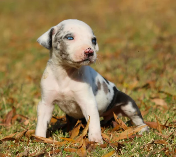 White Merle Catahoula Leopard Puppy - Suzie