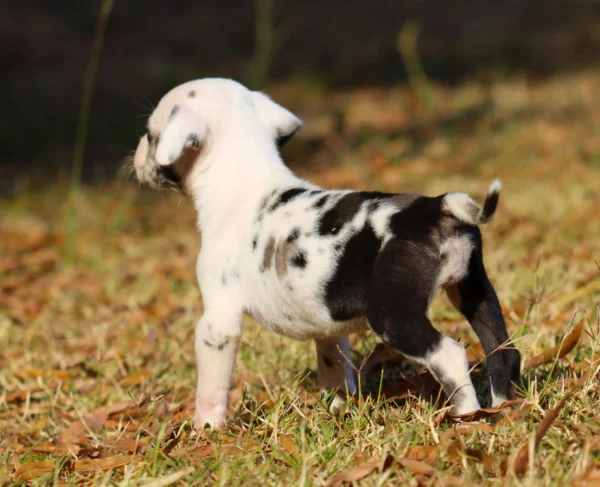 White Merle Catahoula Leopard Puppy - Suzie - Image 4