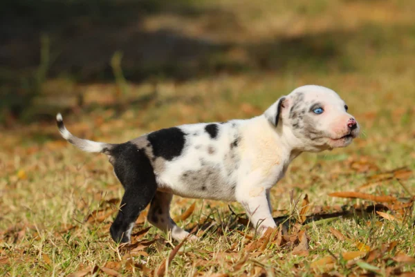 White Merle Catahoula Leopard Puppy - Suzie - Image 5