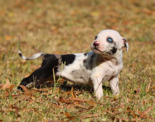 White Merle Catahoula Leopard Puppy - Suzie - Image 6