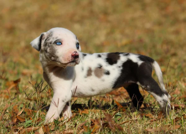White Merle Catahoula Leopard Puppy - Suzie - Image 2