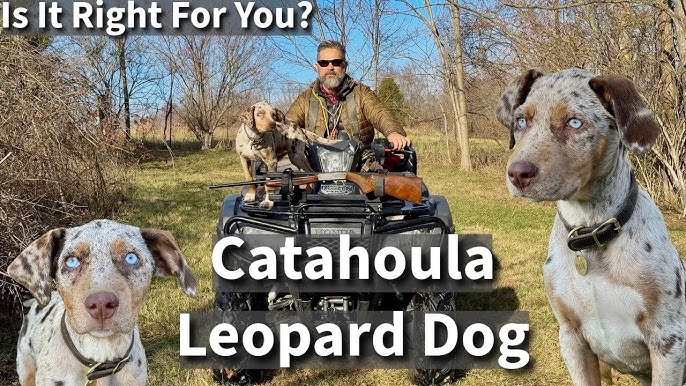 Catahoula Leopard Dog good for homes?