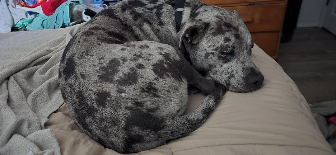 Catahoula-leopard-dogs-puppy
